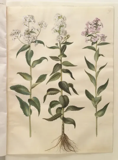 Hesperis matronalis (almindelig aftenstjerne)