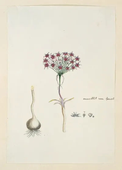 Hessea cinnamomea (L'Hérit.) Durand & Schinz.