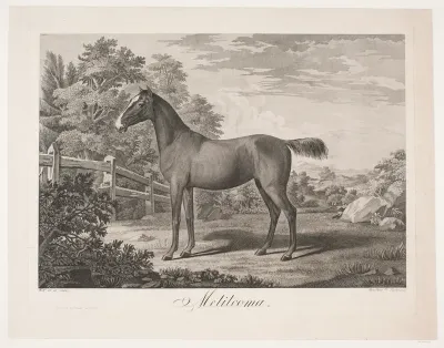Hesten "Melilcoma"