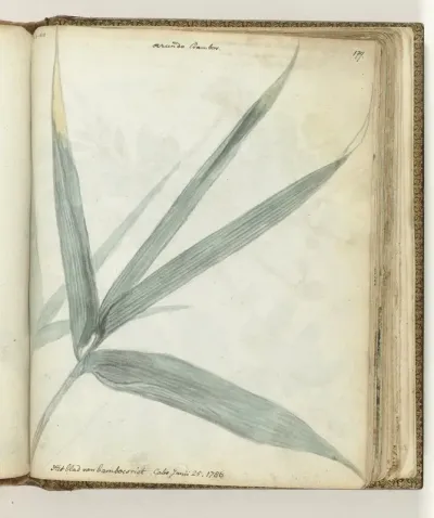 Het blad van bamboeriet