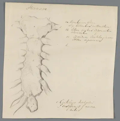 Het borstbeen (Sternum)