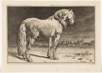 Het Friese paard