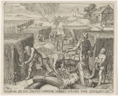 Het verbranden van het onkruid en oogsten van het graan