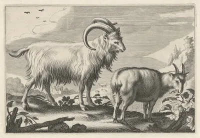 Heuvelachtig landschap met twee geiten