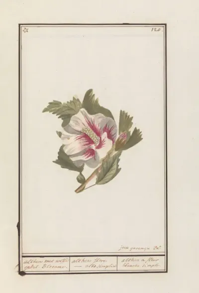 Hibiscus (Hibiscus syriacus)