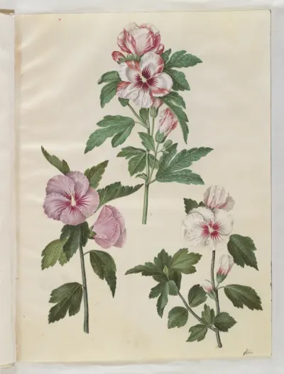 Hibiscus syriacus (syrisk rose)