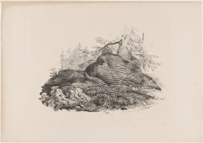 Hilly Forest View with a Fern