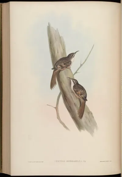 Himalayan Creeper