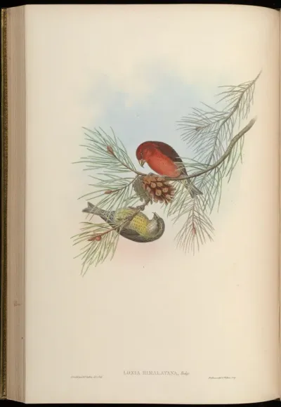 Himalayan Crossbill