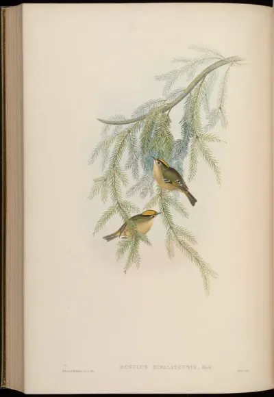 Himalayan Goldcrest