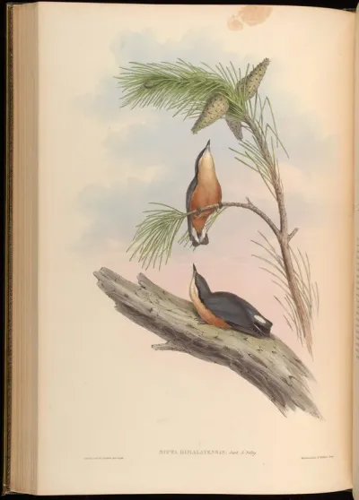Himalayan Nuthatch
