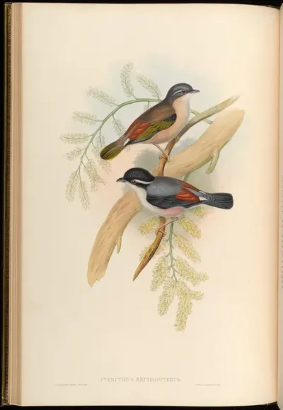 Himalayan Pteruthius