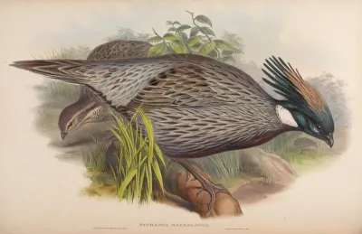 Himalayan Pucras Pheasant