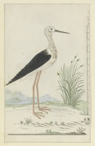 Himantopus himantopus (Black-winged stilt)