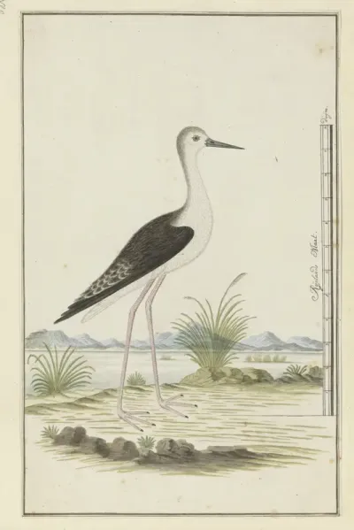Himantopus himantopus ? (Black-winged stilt)