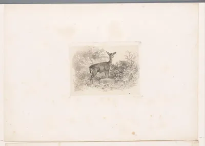 Hinde in het bos