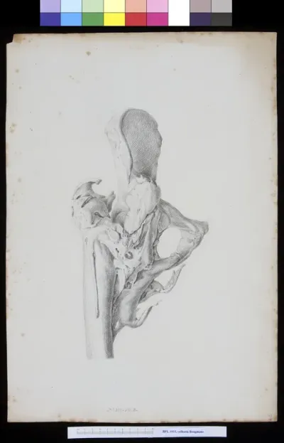 Hip joint (coxa)
