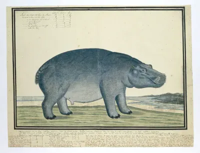 Hippopotamus amphibius capensis (Hippopotamus)
