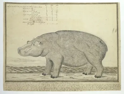Hippopotamus amphibius capensis (Nijlpaard; vrouwelijk)