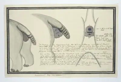 Hippopotamus amphibius capensis (Nijlpaard)