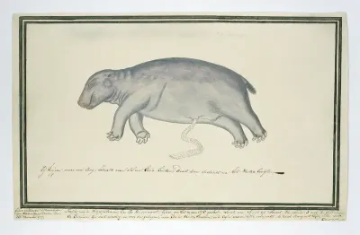 Hippopotamus amphibius foetus (Hippopotamus)
