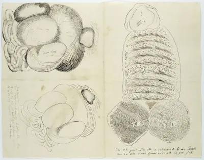 Hippopotamus amphibius (Hippopotamus), stomachs and intestines