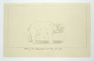 Hippopotamus amphibius (Nijlpaard)
