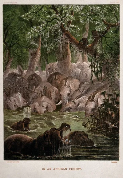 Hippopotamuses with elephants in African jungle, representing the Behemoth of the Old Testament
