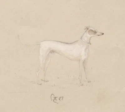 Hira