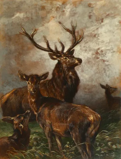 Hirsch und Hirschkühe