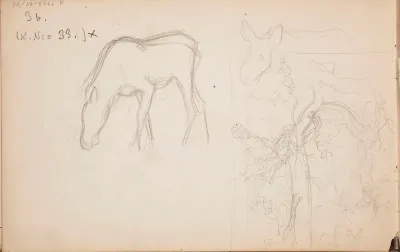 Hirvi ; Mänty. Todennäköisesti 1905-08