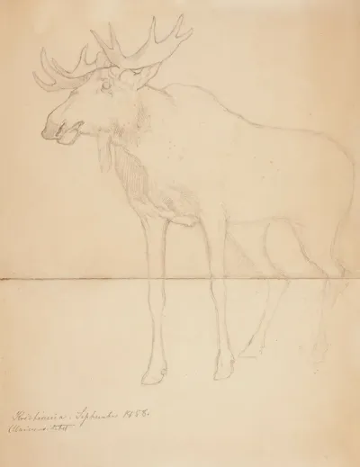 Hirvi