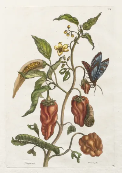 Histoire générale des insects de Suriname et de toute l'Europe:  Vol I, No. 55 - Poivre d'inde