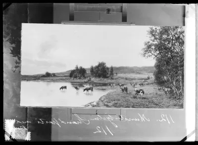 Hjalmar Munsterhjelm: "Lehmiä rantaniityllä (Rantamaisema, lehmiä)", ajoitus n. 1883-1889