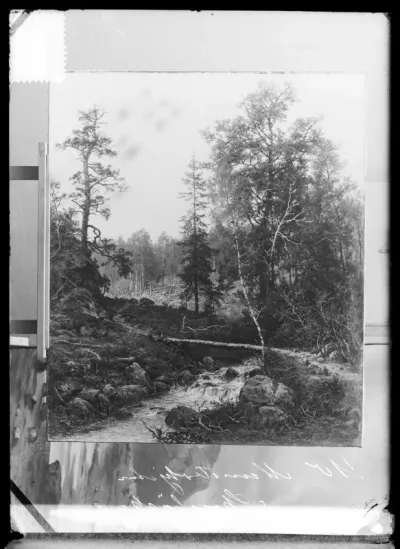 Hjalmar Munsterhjelm: "Metsäpuro" vuodelta 1884