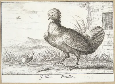 Hønen (Gallina)