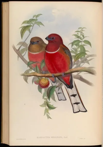 Hodgson's Trogon