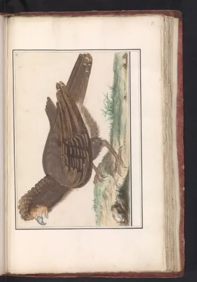 Hoendervogel (Galliformes)