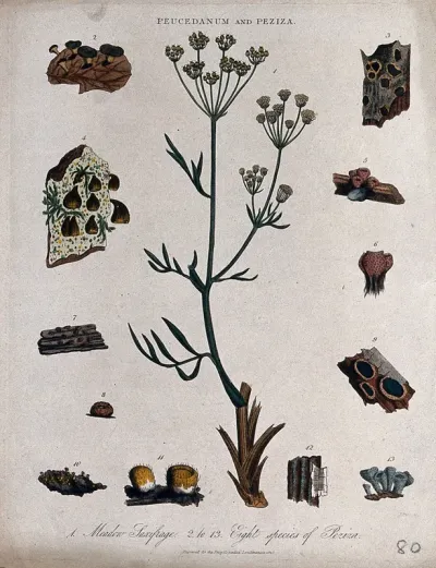Hog fennel (Peucedanum officinale) and eight types of cup fungi (Peziza species)