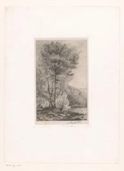 Hoge bomen aan een meer