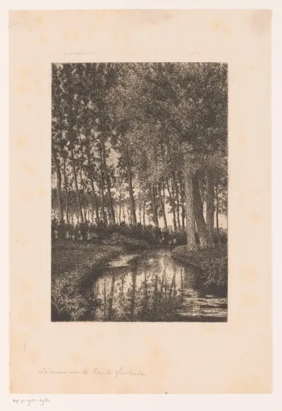 Hoge bomen aan het water