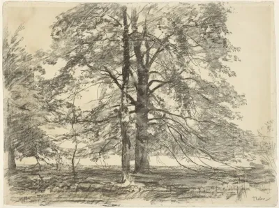 Hoge bomen in een vlak landschap