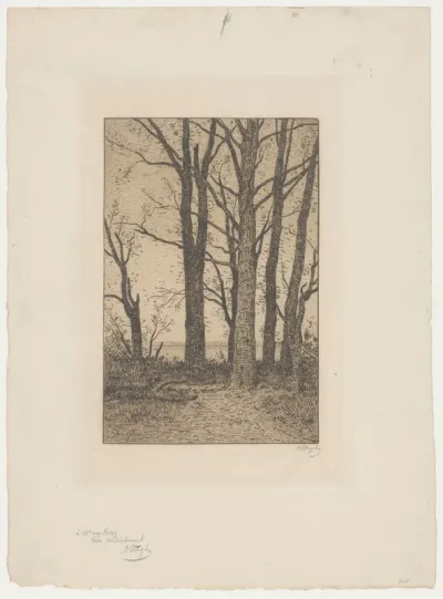 Hoge bomen langs een rivier