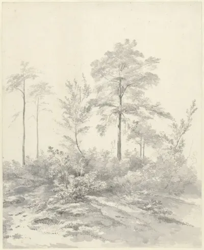 Hoge bomen tussen struiken