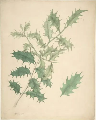 Holly Leaves