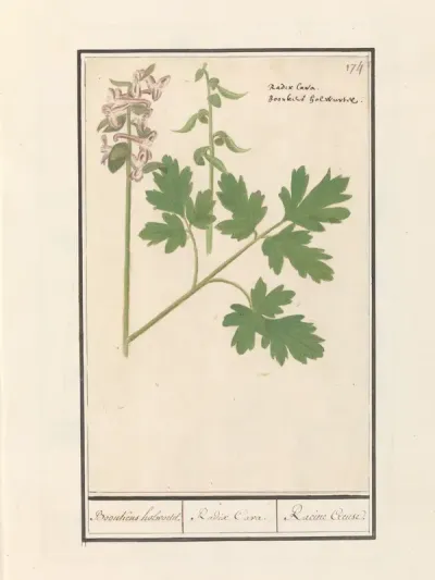 Holwortel (Corydalis cava)