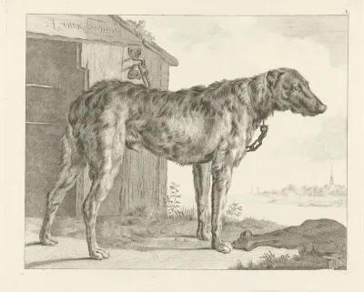 Hond
