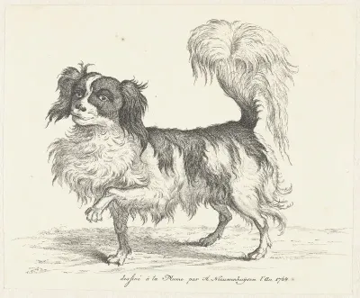 Hond