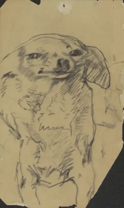 Hond