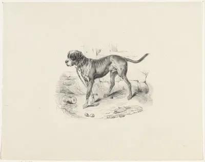 Hond aan een ketting
